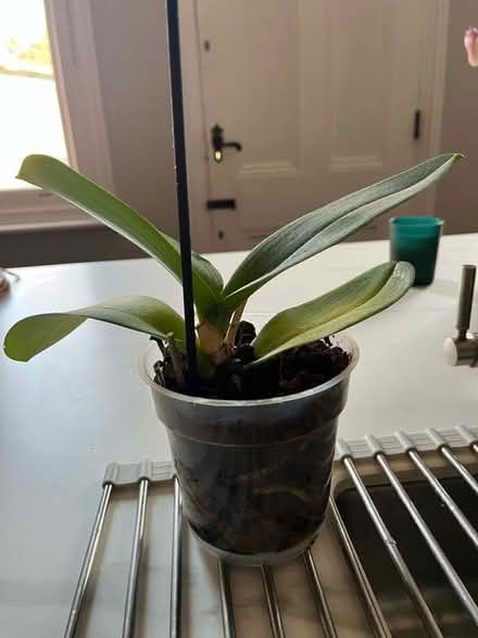 Photo of free Orchid (Winkfield Row RG42) #1