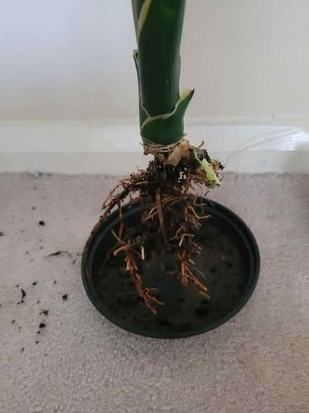 Photo of free Snake plant (Feltham TW13) #2