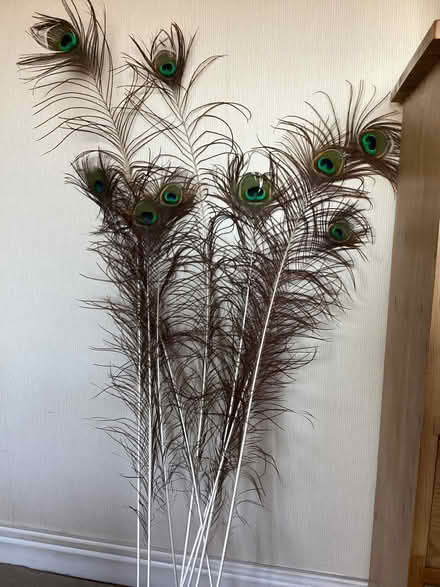 Photo of free 9 peacock feathers (Llandudno LL30) #1