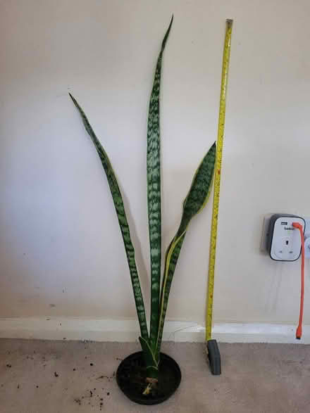 Photo of free Snake plant (Feltham TW13) #1