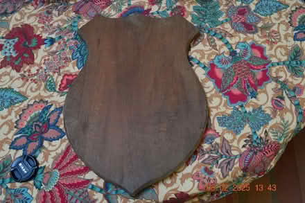 Photo of free hardwood shield shape (West Malvern CP WR14) #1