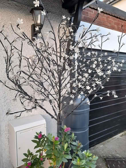 Photo of free Light up tree (Elstow MK42) #3