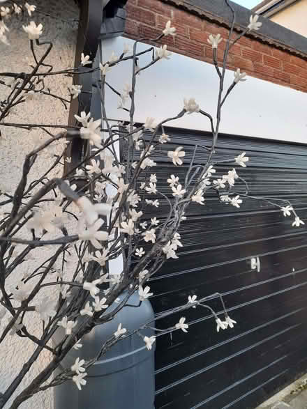 Photo of free Light up tree (Elstow MK42) #1