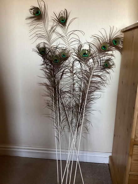 Photo of free 9 peacock feathers (Llandudno LL30) #2