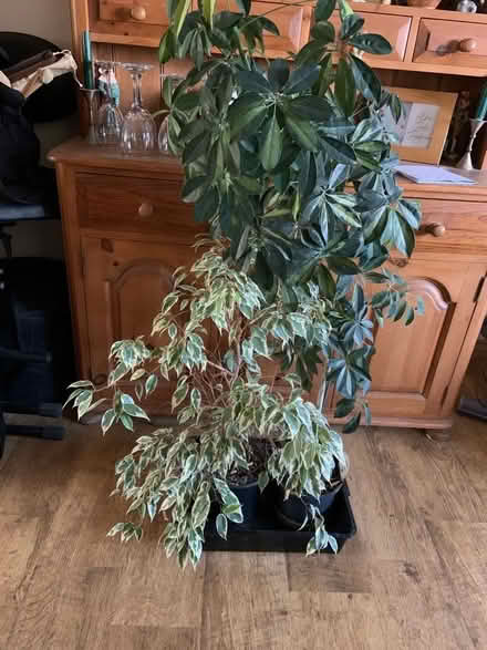 Photo of free 2 house plants (Hailsham BN27) #1