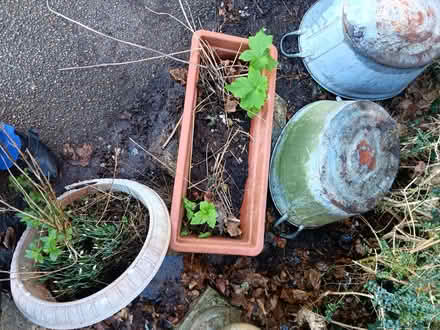 Photo of free Trough with Japenese Anemone (Knaresborough HG5) #1