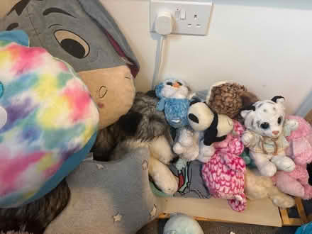 Photo of free Teddies (Keighley,) #1