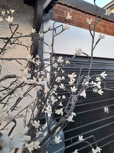 Photo of free Light up tree (Elstow MK42) #2