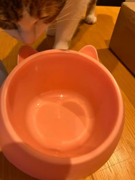 Photo of free Cat Bowls (x2) (AL1) #4