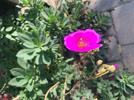 Photo of free pink succulent cuttings (Lawrence/ El Camino Real) #1