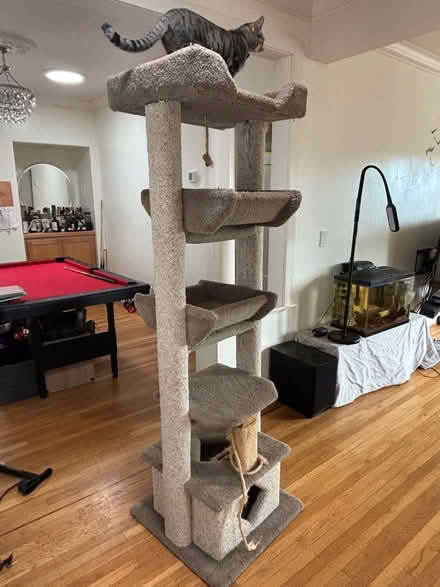 Photo of free Tall Cat Tree (San Rafael) #2