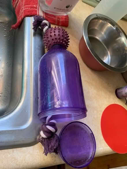 Photo of free dog toy (Emeryville) #1