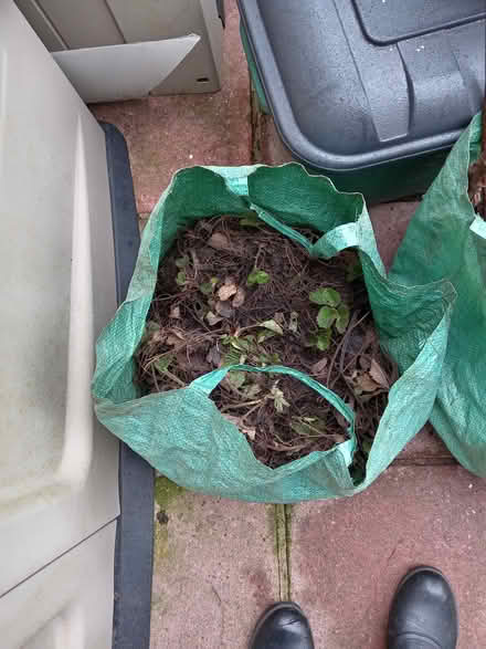 Photo of free Strawberry plants (Odd Down BA2) #1