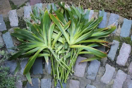 Photo of free Bamboo Iris Prunings (Bray Seafront) #1