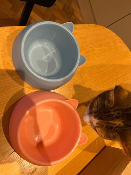 Photo of free Cat Bowls (x2) (AL1) #2