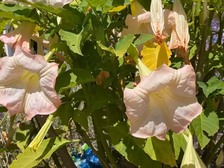 Photo of free Pink Angel Trumpet Cutting (Near De Anza College) #1