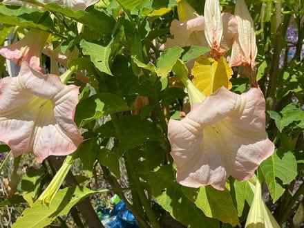 Photo of free Pink Angel Trumpet Cutting (Near De Anza College) #1