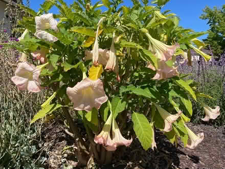 Photo of free Pink Angel Trumpet Cutting (Near De Anza College) #2