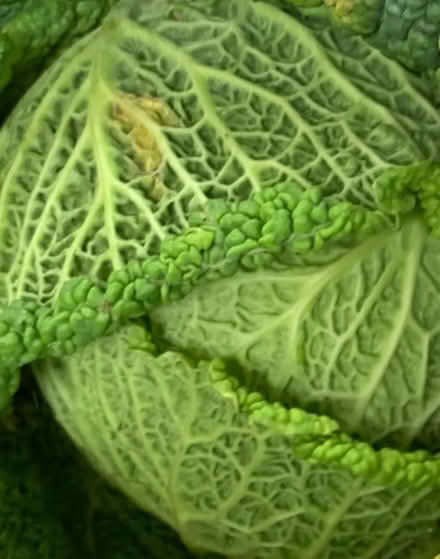 Photo of free Savoy cabbages (bexleyheath) #1