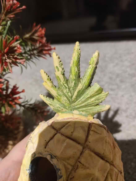 Photo of free Fish tank decor (WC1) (Clerkenwell WC1X) #2