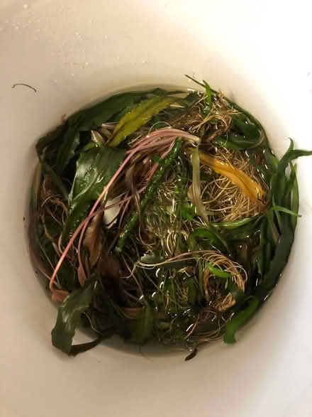 Photo of free Aquarium Plant Cryptocoryne (HP3 Bennetts End) #1