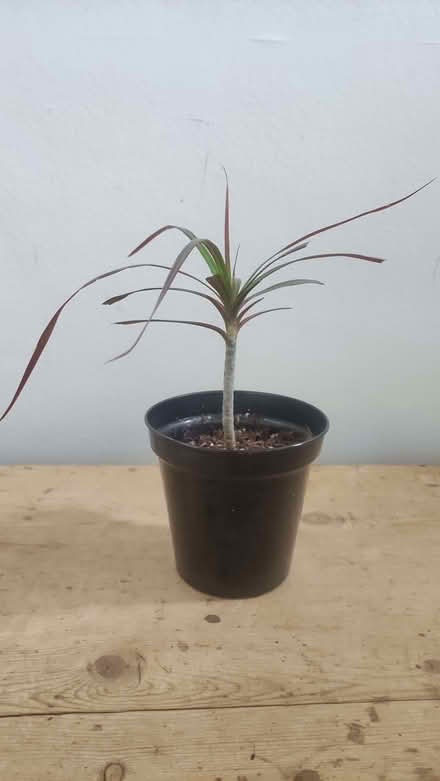 Photo of free Houseplant (Chislehurst BR7) #1