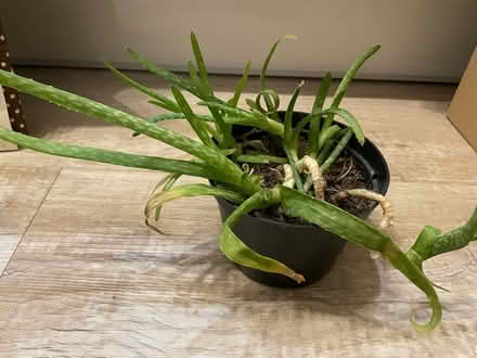 Photo of free Aloe vera plant (Warden Hill GL51) #1