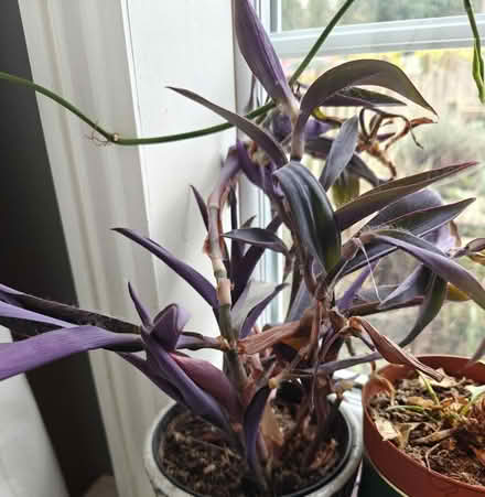 Photo of free Trandescantia purple heart (Cheddington, LU7) #1