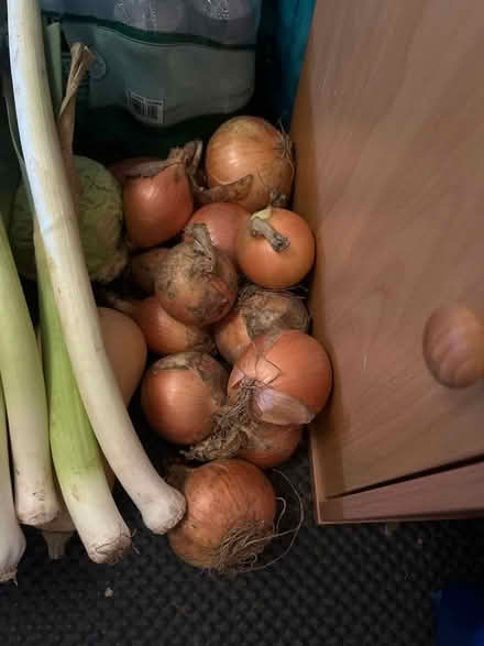 Photo of free Onions (Alnwickhill EH16) #1