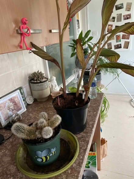 Photo of free In door plants (Chilwell NG9) #1