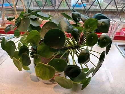 Photo of free money plant (Daybrook NG5) #1