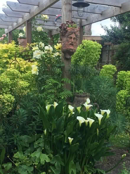 Photo of free Pond plants (Woodside Park N20) #1