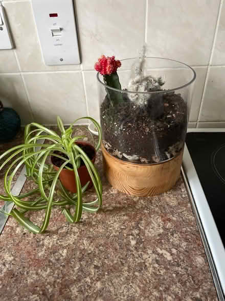 Photo of free Indoor plants (Chilwell NG9) #1