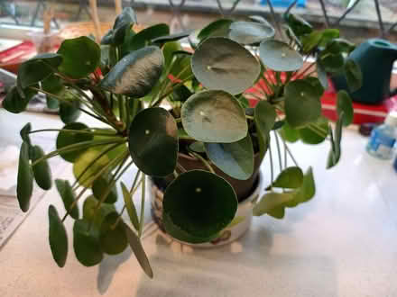 Photo of free money plant (Daybrook NG5) #2