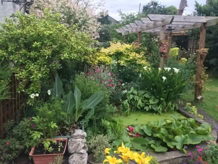 Photo of free Pond plants (Woodside Park N20) #2