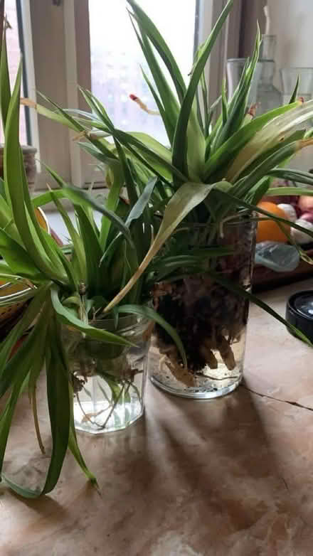 Photo of free Spider Plant Cuttings (16 Street & First Ave Manhatta) #1