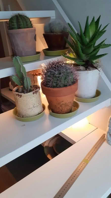 Photo of free Five cacti (Audenshaw,M34) #1