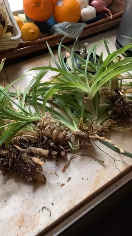 Photo of free Spider Plant Cuttings (16 Street & First Ave Manhatta) #2
