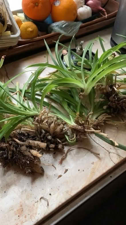 Photo of free Spider Plant Cuttings (16 Street & First Ave Manhatta) #2