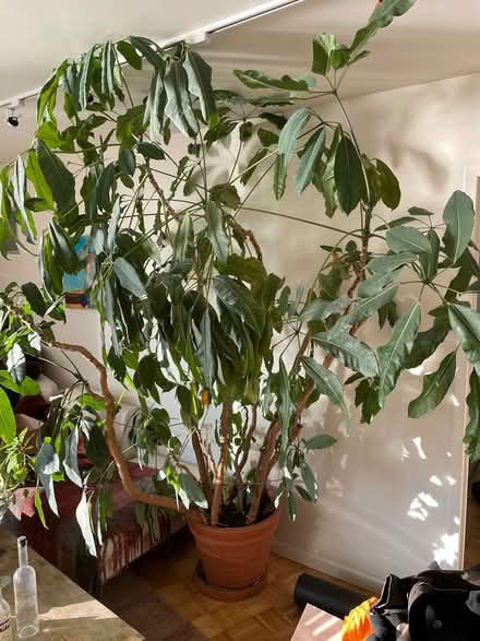 Photo of free HUGE plant (Battery park city) #1