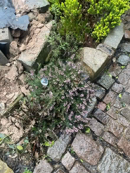 Photo of free Garden plants (Markfield LE67) #2