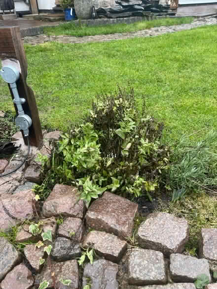 Photo of free Garden plants (Markfield LE67) #1