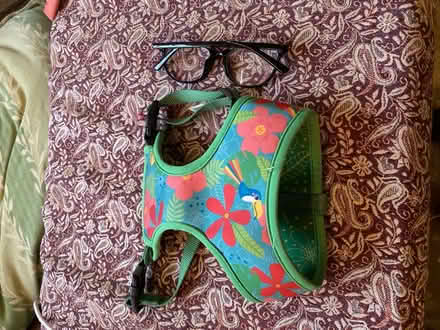 Photo of free Small dog/puppy harness (OX4 Littlemore) #1