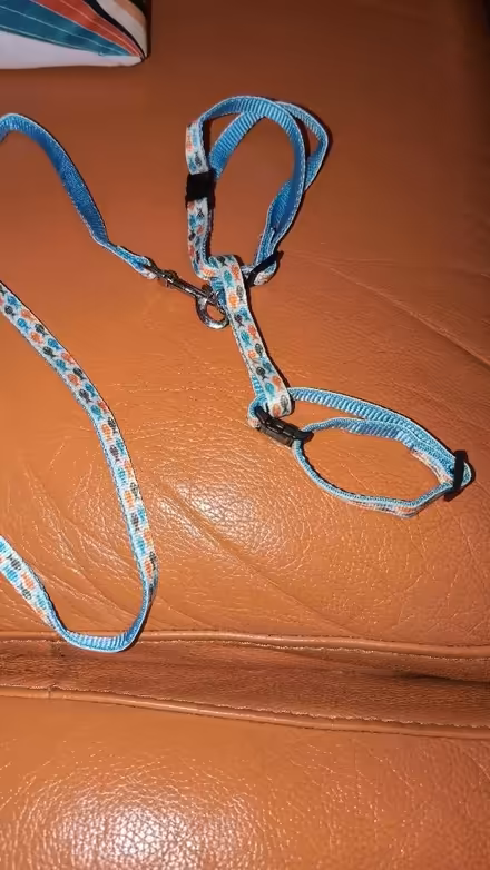 Photo of free Cat harness with detachable lead (Combe Down) #1