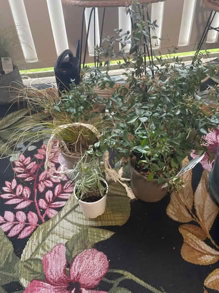 Photo of free three outdoor plants (Chilwell NG9) #1