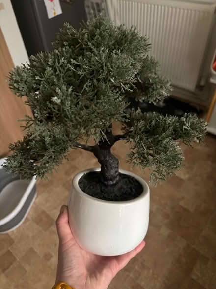 Photo of free Plastic Bonsai Tree (Arborfield RG2) #1