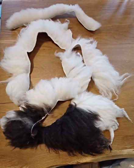 Photo of free Sheepskin rug offcuts (S10 crosspool) #1