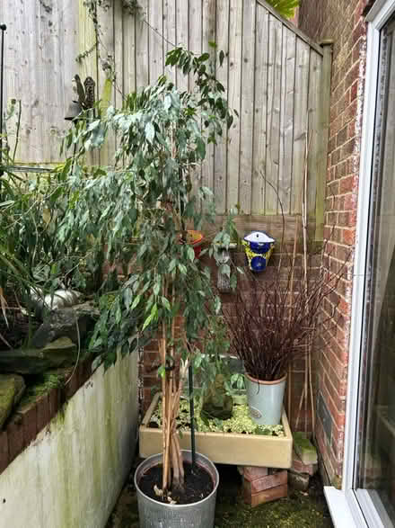 Photo of free House plant (Hastings. Broom grove TN34) #1