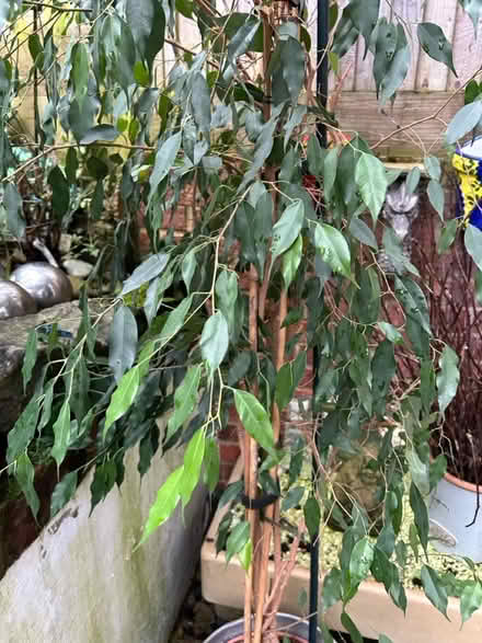 Photo of free House plant (Hastings. Broom grove TN34) #2