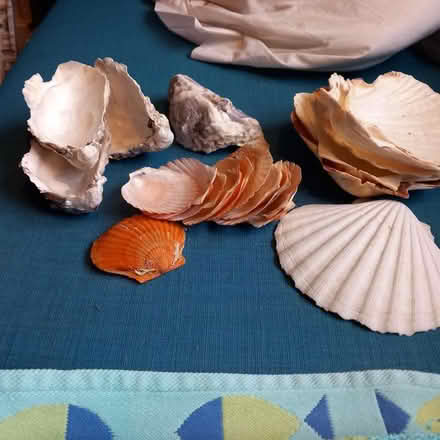 Photo of free Shells (Sprowston NR7) #1